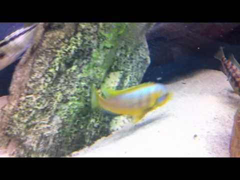Petrotilapia flaviventris 2 Petrotilapia flaviventris 2