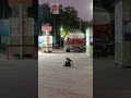 Dogs Spending Quality Time, Dogs, Dogo