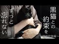 【あれから4年】暗闇で鳴いてた子猫が人生を変えた【野良猫から家猫へ】