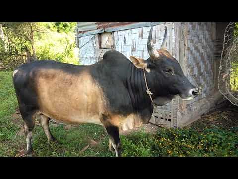 Video: Organizer Rau Hniav Nyiaj Hniav Kub Raws Li Kev Kho Kom Zoo Nkauj Sab Hauv