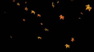 تأثير تساقط اوراق شجر الخريف بشكل رائع للمونتاج بخلفية سوداء