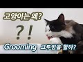 고양이는 왜 그루밍을 할까?  &#39;Grooming of cat&#39;