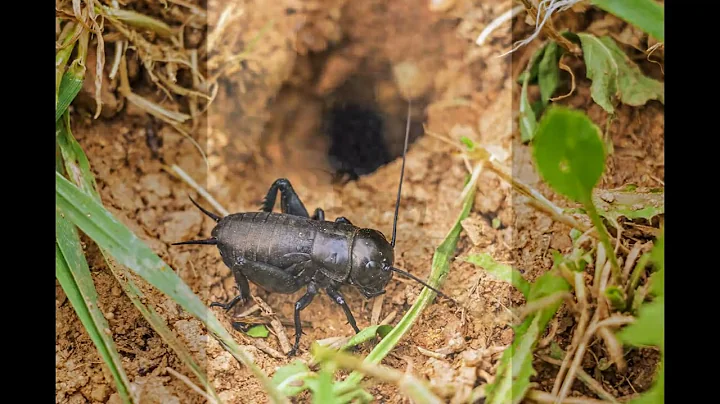 El Grillo (The Cricket)