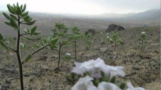 Desierto Florido, Antofagasta
