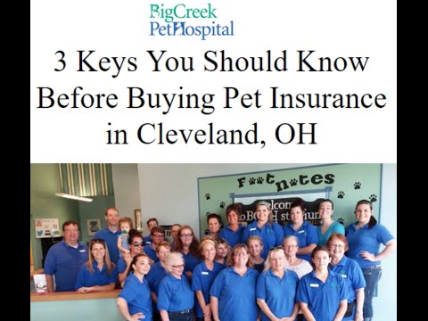 3 Keys You Should Know Before Buying Pet Insurance in ...