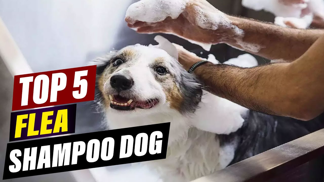 Photo inspiration: Affordable Flea Shampoo For Dogs Budget Friendly Options Photo Inspiration