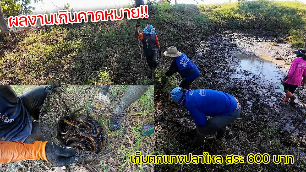 ผลงานเกินคาดหมาย!! เก็บตกแทงปลาไหล สระ 600 บาท