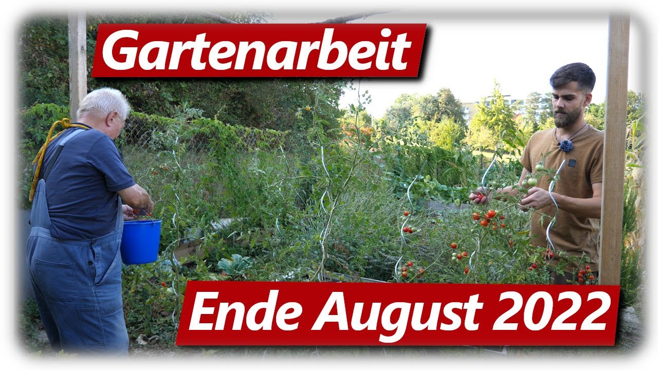 Gartenarbeit August 2022 Regen, Tomaten, Schädlingsbekämpfung