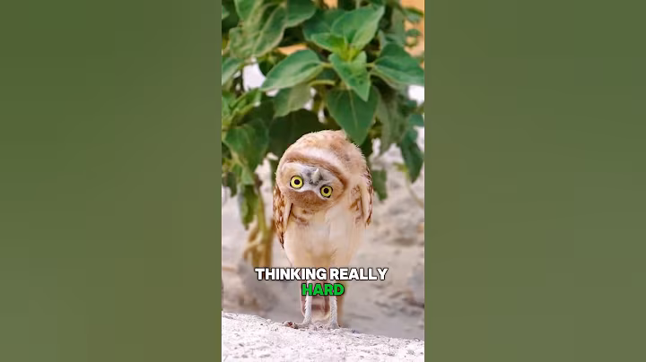 The One Thing You Should Never Do to an Owl