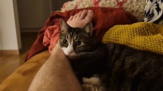 Cat takes care of the owner.