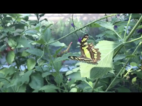 Video: The Butterfly House sa Faust Park sa St. Louis