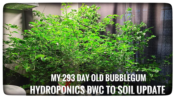 Full Grown Indoor Hydroponic DWC Peppers to Outsid...