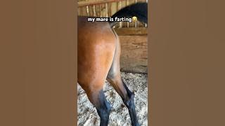 My Mare Walks Over To Me Farting The Entire Time! 😂 #shorts