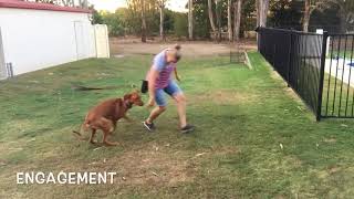 Rhodesian Ridgeback Training