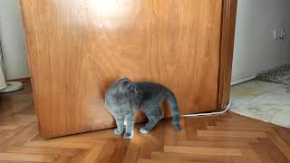 Funny Paw The Scottish Fold Plays With Light (Funny Kitten Video) by Kitten Show 225 views 2 years ago 2 minutes, 22 seconds