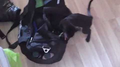 Video 2734511: siamese oriental kittens, little oriental kittens, lovely oriental kittens, oriental kittens playing, siamese kitten playing fetch