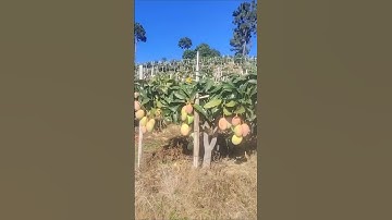Perkebunan mangga yang eksotik