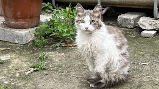 feeding street cats youtubehungry street cat looking for foodwoman feeding cats on the street