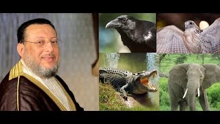 هل تعرف حكم أكل لحم التمساح وبيضه والغراب والصقر والفيل؟ د محمد الزغبى _ Dr Mohamed Elzoghbe