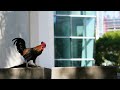 Бродячие петухи заполонили улицы Майами