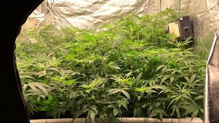 tent 1 flower update day 20