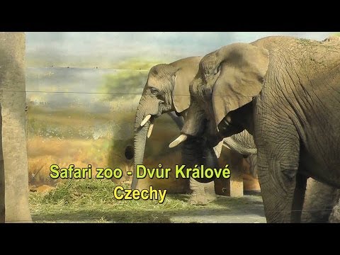 safari zoo w czechach