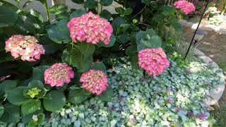 Hydrangea Update & Planting in the Raised Beds ~ birdhouse garden