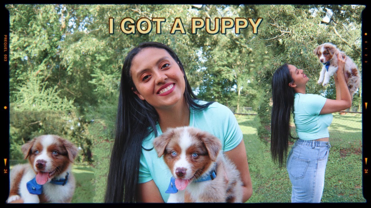 Picking Up Our Australian Shepherd Puppy