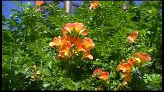 20120829_残暑の中・・・咲く花々