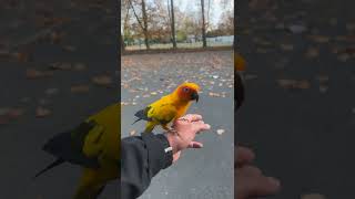 Soleil Will Learn Free Flight