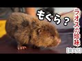 【珍味】ラオスの朝市に並ぶ・もぐら？ネズミ？