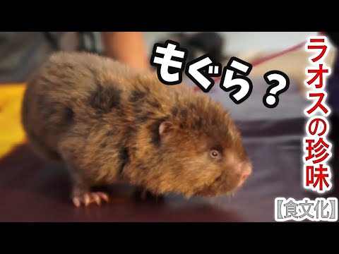 珍味 ラオスの朝市に並ぶ もぐら ネズミ Youtube