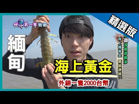 【緬甸】海上補黃金 瀨尿蝦價值連城｜《世界第一等》750集_精選版