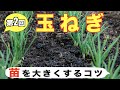 #2. 玉ねぎの育て方【苗を大きくするコツ】肥料が大切です！