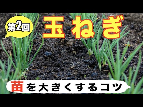 2 玉ねぎの育て方 苗を大きくするコツ 肥料が大切です Youtube 2 玉ねぎの育て方 苗を大きくするコツ 肥料が大切です Youtube