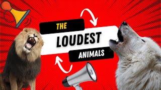 The Loudest Animals in the World 🔊 by Nowuwu 184 views 4 months ago 4 minutes, 37 seconds