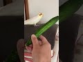 インコにキュウリを見せるとこうなります。オカメインコのきなこ