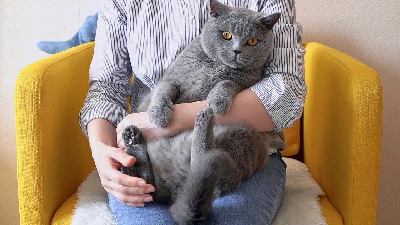 Британский кот не любит сидеть на руках / touchy cat / angry cat - YouTube