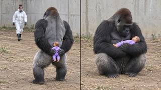 Gorilla Refuses to Give Back Doll Because He Thinks It's His Baby 🥹❤️