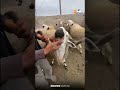 مواطن تحمس فرحبة الغنم بسيدي بنور ديالنا قادانا هاد العام مكين لاش يجيبو لينا الحولي ديار برا