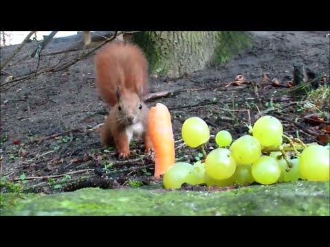 Schnelle Rezepte für jeden Tag | rezepte für jeden tag Wir zeigen Ihnen, wie Sie im Nullkommanix sch. 
