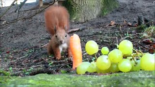 Eichhörnchen - was sie essen und wo sie Möhren verstecken