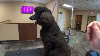 Standard Poodle Full Groom