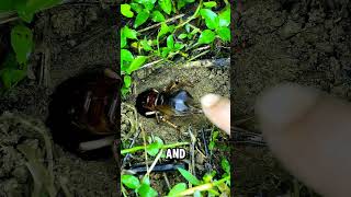 impressive cricket adaptations #animals #animal #facts #animalshorts