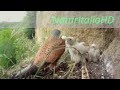 Gheppio nido  - kestrel natural nesting site predation on lizard and birds