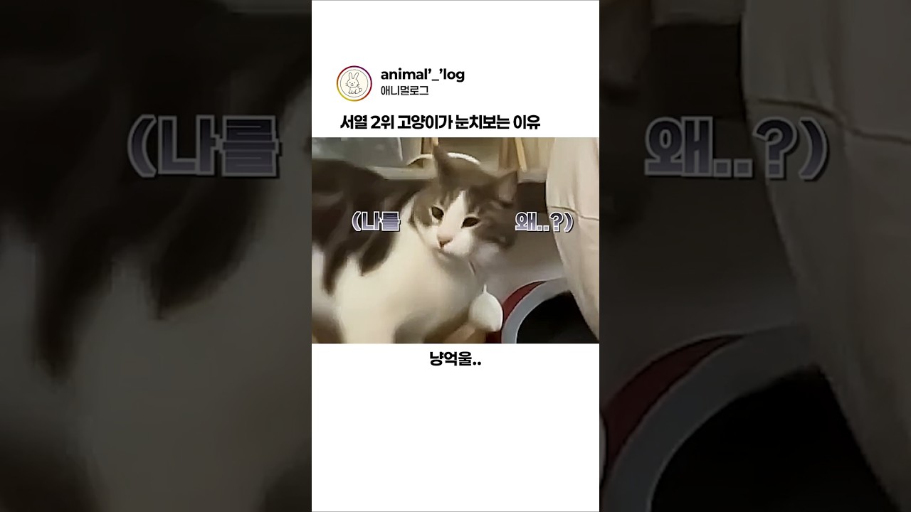맨날 눈치만 보는 고양이 #동물 #고양이