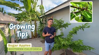 How to successfully grow sugar apples in Southern California - zone 10b
