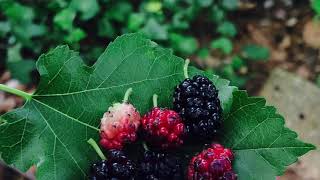 Calorie Intake To Lose/Maintain/Gain Weight screenshot 5