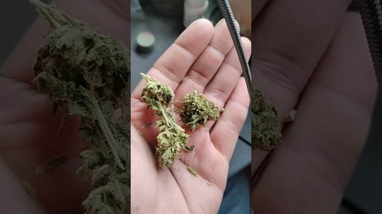 Funky charms x Mt blanc (lime sherb pheno)