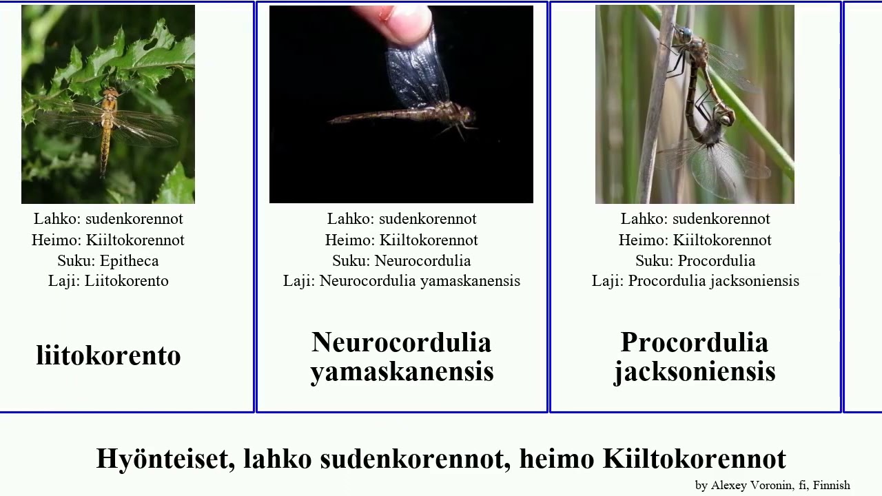 Hyönteiset, lahko sudenkorennot, heimo Kiiltokorennot insect Epitheca Somatochlora liitokorento